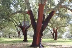 Finca de 1400 ha Valencia de Alcántara