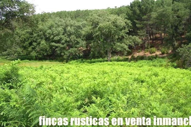 Venta de Finca de caza mayor en Ciudad Real
