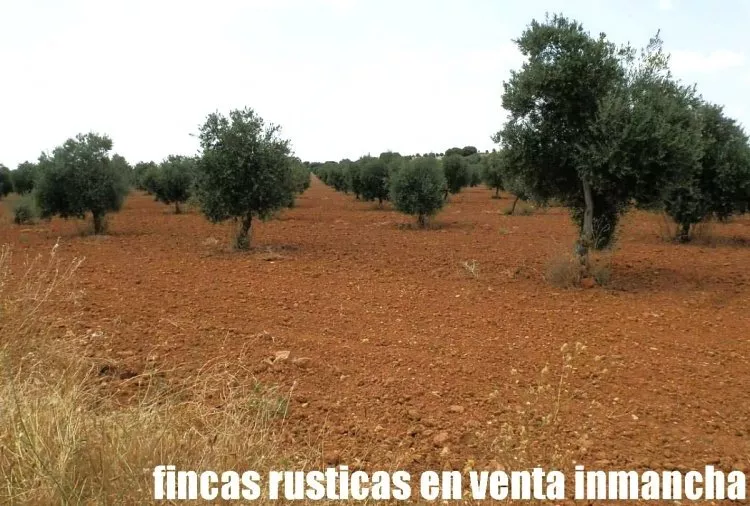 Venta de Finca de olivar picual en Toledo