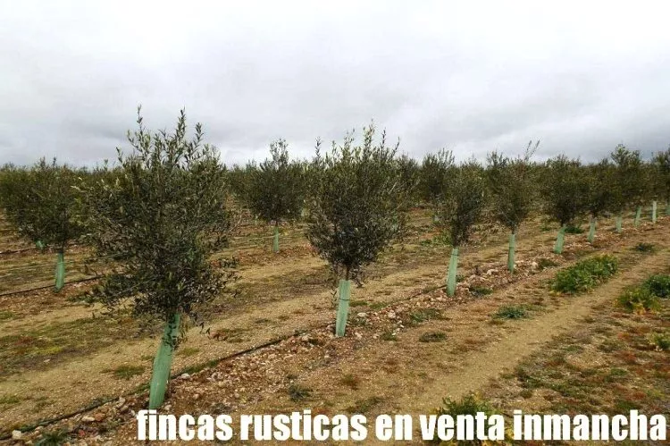 Venta de Finca de olivar de riego en espaldera en Ciudad Real