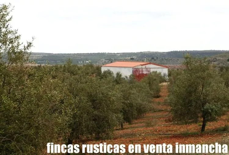 Venta de Finca de olivos con riego por goteo en Toledo