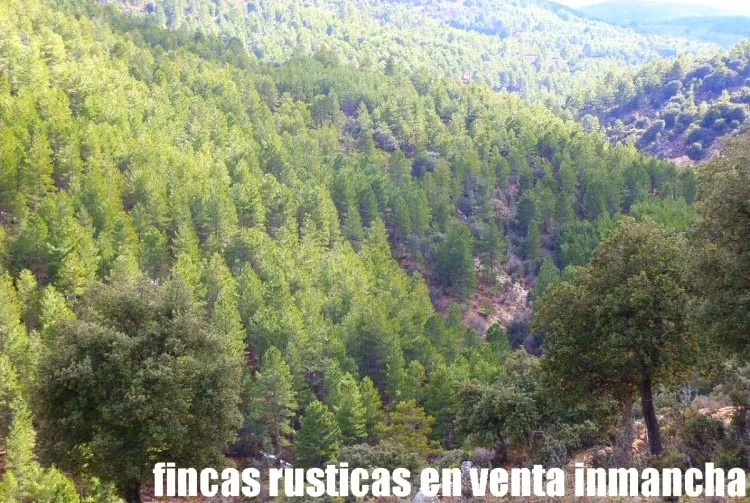 Venta de Finca de pinar, matorral y pastos en Albacete