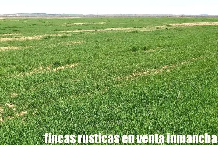 Venta de Finca de secano llana en Ciudad Real