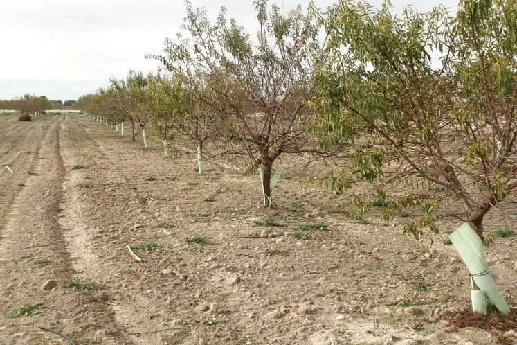 Venta de Finca de almendros penta en Ciudad Real