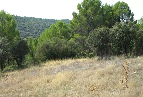 Venta de Finca cinegética en Cuenca