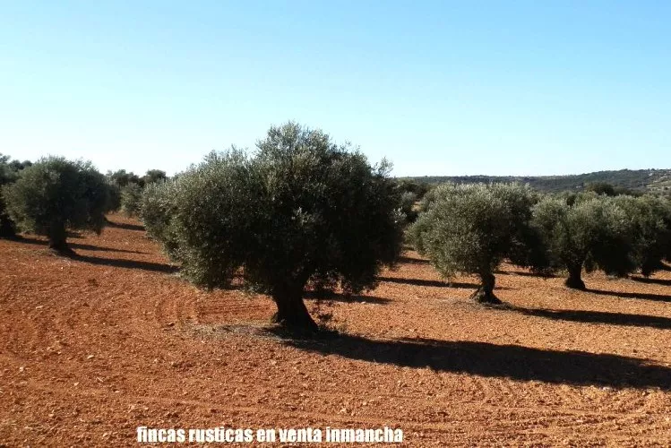 Venta de Olivar de secano en Madrid