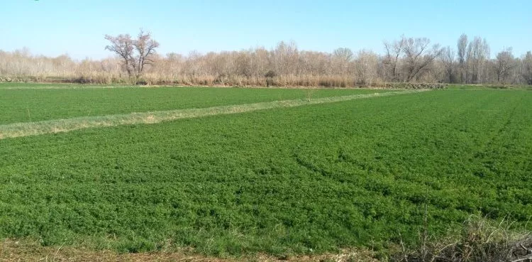 Venta de Finca de regadío en Lleida