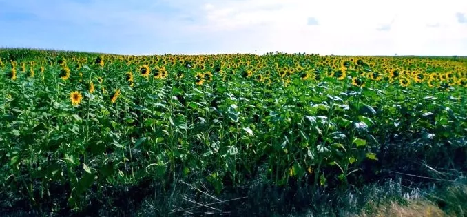 Compra de Finca de regadío en Lleida