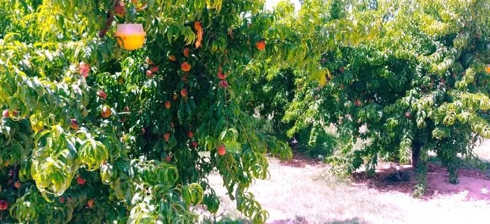 Venta de Finca de regadío con casa en Huesca