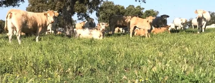 Venta de Finca ganadera en Ciudad Real