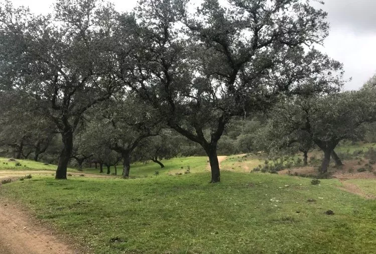 Venta de Finca ganadera en Huelva