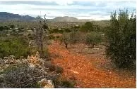 Venta de Finca de olivos, para casa de campo en Valencia