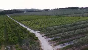 GRAN FINCA DE REGADIO Y AGRICOLA EN ALICANTE CON PERSPECTIVA DE CASAS RURALES