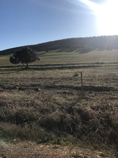 FINCA DE CAZA RECREO Y CORCHO EN SIERRA DE SAN PEDRO BADAJOZ