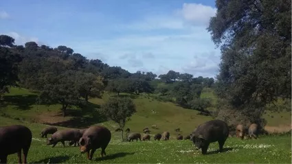 EXCEPCIONAL FINCA MIXTA GANADERA Y CAZA EN SEVILLA