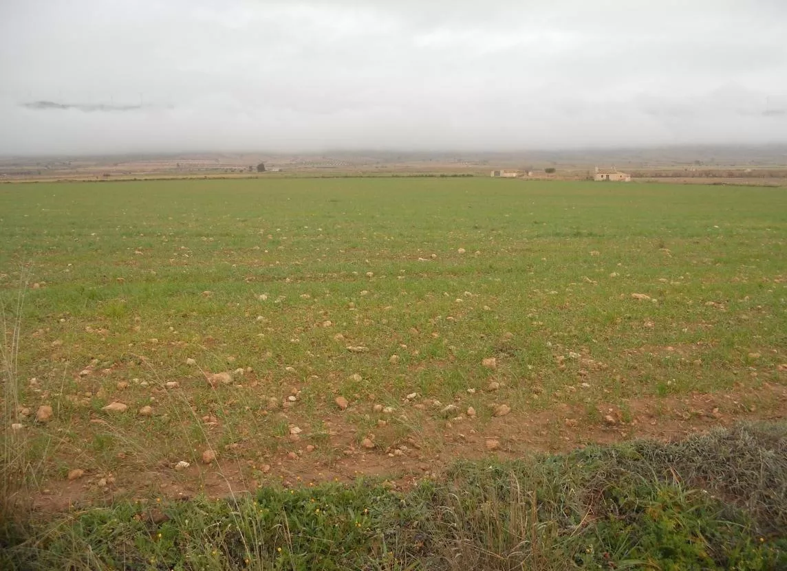 Finca en venta en Jumilla