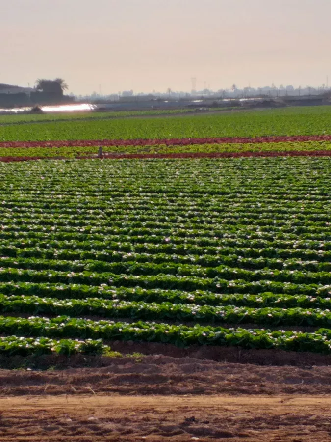finca para cultivo