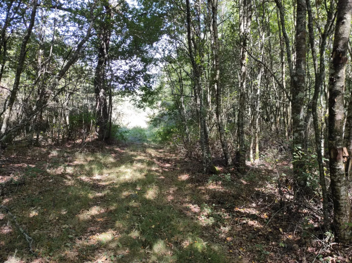 Se vende finca rustica en Goiriz (Vilalba)