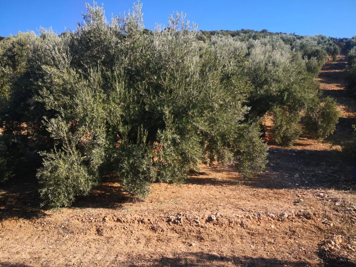 Finca en Castillo de Lucubín (FANEGA)