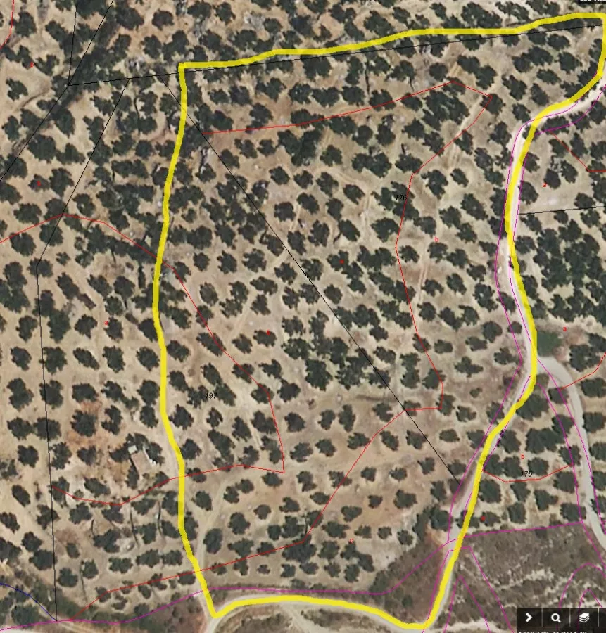 VENDO PARCELA OLIVOS EN LOS VILLARES (JAEN)