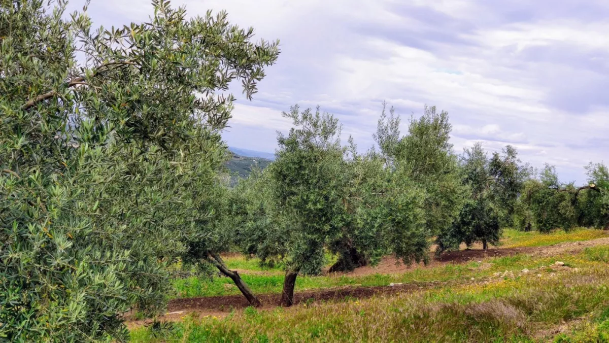 Olivar muy fresco