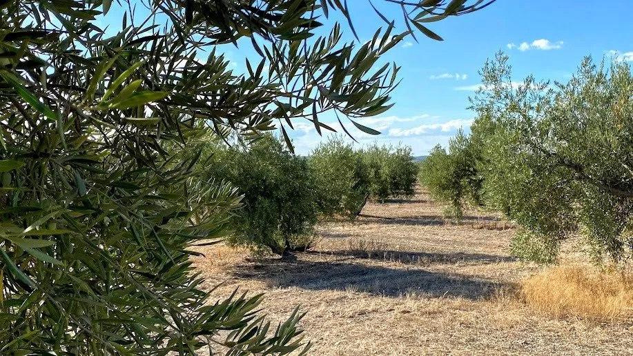 Olivar llano y productivo