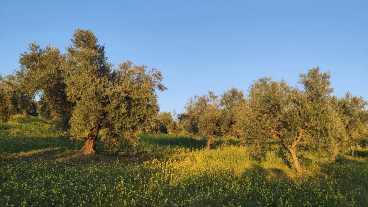 Olivar intensivo