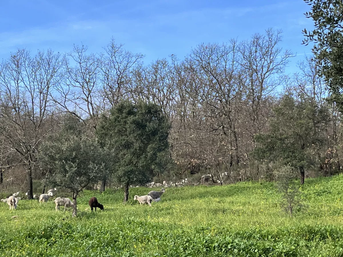 Magnifica Finca de 21 hectáreas 