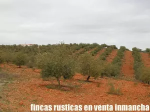 Finca en venta Inmancha 36 has. olivar riego