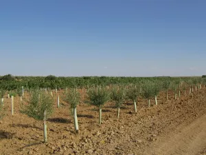 Finca 25 has. Viñedo/Olivar ECOLOGICO, RIEGO