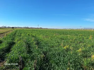 FINCA REGADIO VEGA DEL TAJO