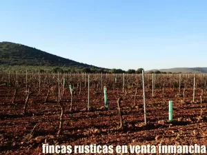 finca en venta 56 has. viña regadío en Ciudad