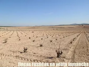 finca en venta 52 has. viña en vaso secano