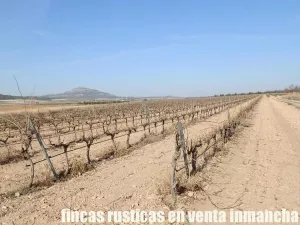 finca en venta 14 has. viña regadío en Yecla