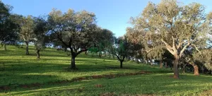FINCA DEHESA. REF.254