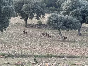 Para disfrutarla! Caza, Agrícola, Recreo