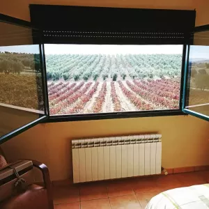 Olivar y viña con casa en Toledo