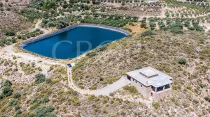 Finca de olivos de regadío con vivenda