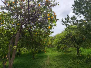 FINCA REGADÍO ALOZAINA