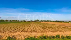 Finca agrícola de regadío en Madrid