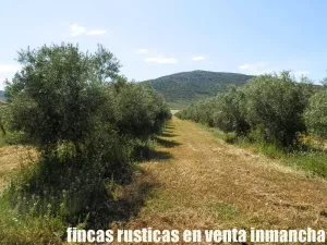 finca en venta 28 has. olivar regadío