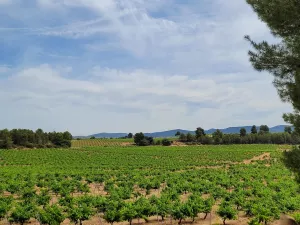 Finca rústica de viñas y almendros