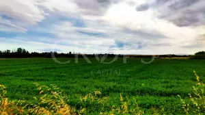 Finca Agrícola de Regadío en Aranjuez