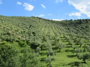 FINCA DE RECREO Y OLIVAR ENB CORDOBA - 1521