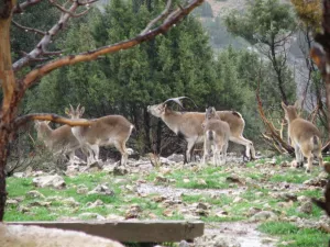 FINCA CINEGETICA EN CUENCA - 1328
