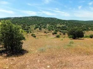 FINCA CINEGETICA Y RECREO EN CIUDAD REAL 1327