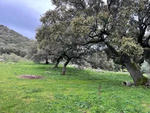 Finca 114 ha de dehesa en Montánchez, Cáceres