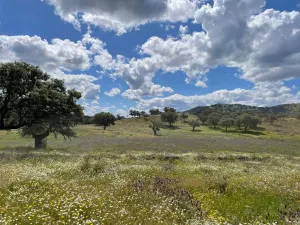 Finca 125 ha de dehesa en Palomas, Badajoz