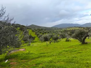 Finca 4 ha en Salvaleón, Badajoz