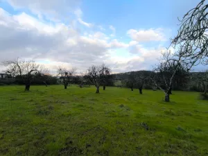 Finca 1,6 ha en Salvaleón, Badajoz